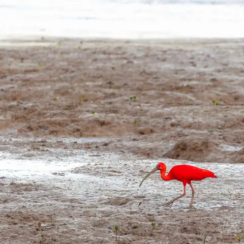 Red Herron. Many of these spectacular birds come to feed on crabs at low tide.