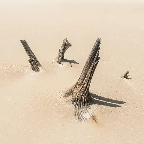 Petrified Tree Stumps