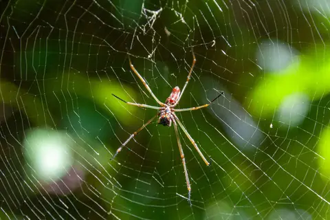 Spider
