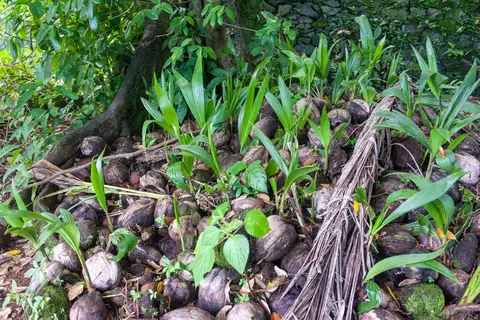 Coconuts. Coconuts grow anywhere and everywhere.