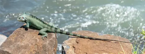 Beautiful Lizard