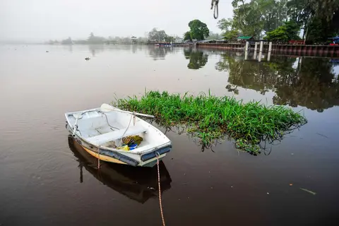 Raft of Vegetation