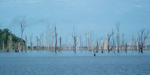 Brokopondo Lake.. The dead trees still stand.