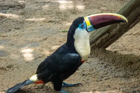 Toucan. Their wings are clipped and they are kept as curiosities.