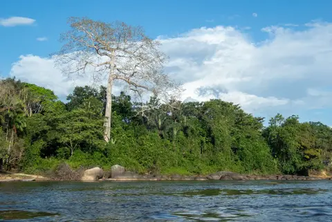 Sacred tree.. Big trees are sacred and never cut down. They stand out because all the not-so-big trees around it have been cut down.