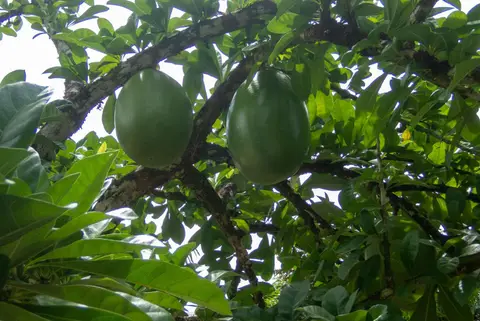 A Calabash tree. The fruit has a hard shell which is used as a bowl. The pulpy insides are inedible and have no value.