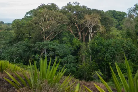 Pineapple Maountain jungle view.. The 'mountain' rises about 30m above the jungle floor.