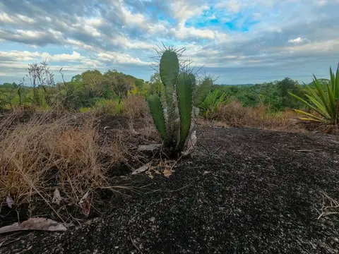 Cactus on Pineapple Mountain