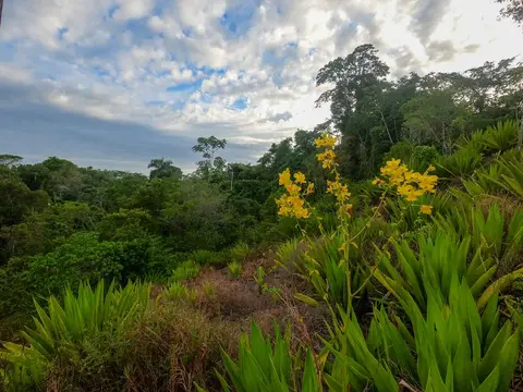 Orchid on Pineapple Mountain.