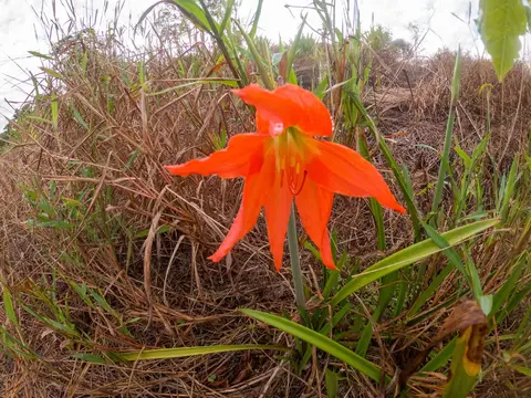 Striped Barbados Lily