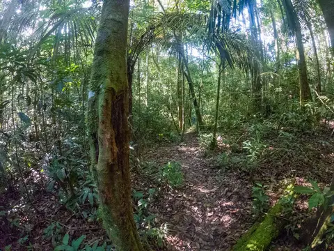 Jungle