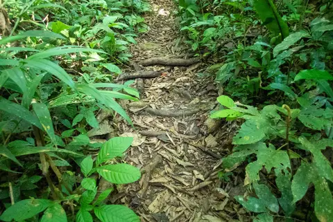 Track