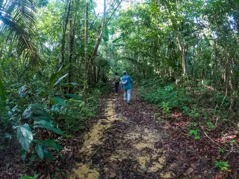 Bush trail damaged by logging