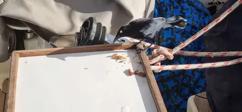 Visitor in Trinidad