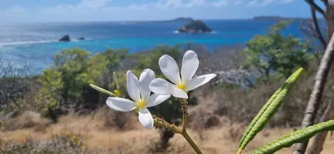 Flowers. Somewhere in the carib, probably Carriacou