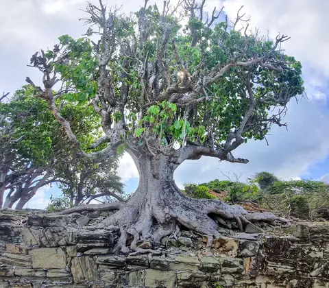 Awesome Tree