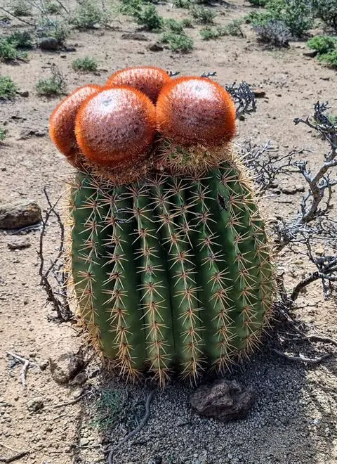 Weird Cactus