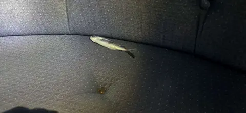 Flying Fish. They come from everywhere. This one came through an open hatch for a soft landing on the settee.