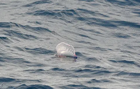 Man-of-war. Many of these weird jellyfish.