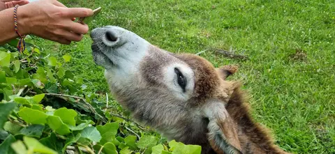 Donkey