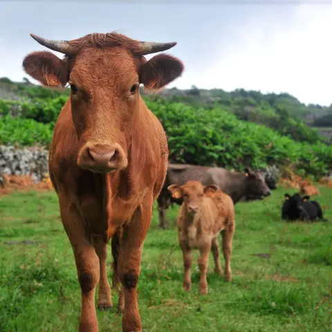 Cows. There are still a lot of cattle on Flores but they are being reduced.