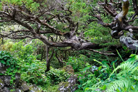 Twisted Tree. The trees are fabulous shapes, twisted by the North Atlantic gales into amazing shapes.