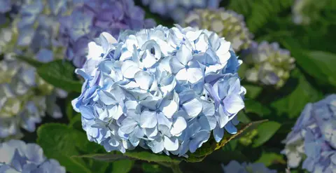 Hydrangea. Hydrangeas were introduced centuries back and have made the island their own.