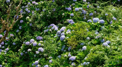 Hydrangeas. There are many species of hydrangeas. The coloration varies between species but also depends on the soil and can be blue, pink or white as the acidity of the soil increases.