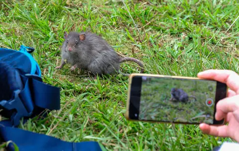 Ratty 1. Our friendly rat gets his photo taken.