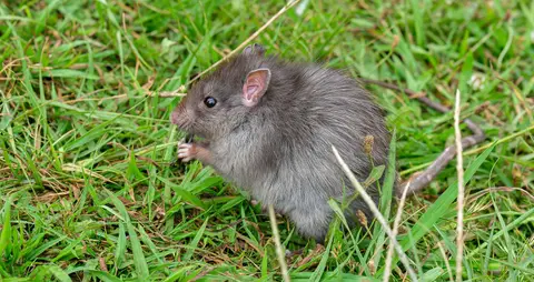 Ratty 2. Ratty enjoyed Merel's cooking as much as me!