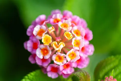 Invader. Lantana and hydrangeas are not native but are everywhere.