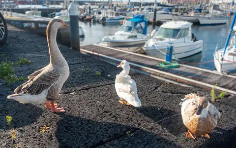 Goose Family. Or are they just very big ducks?