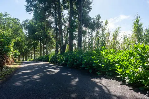 Spruce Avenue. Country road above Horta.
