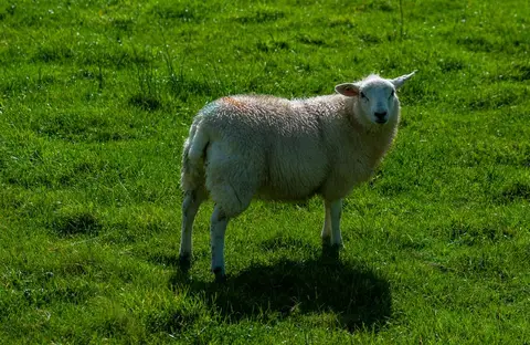 One of the locals