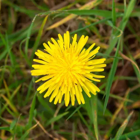 Pure Yellow