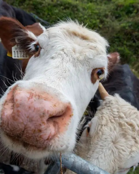 Curious Calf. These calves would not let me alone. They were cautious but curious and would have licked and slurped all over the camera if I let them.