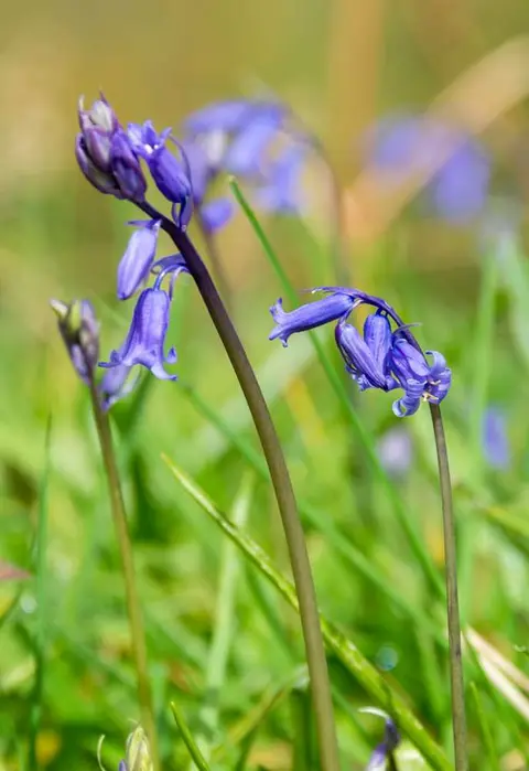 First Bluebells