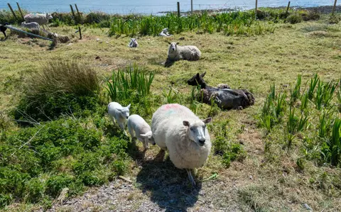 Sheep and Two Lambs. She came right up to me and stamped her feet, grabbed the last bit of dry grass in the manger and tossed it over her shoulder, clearly disgusted with conditions in this field.
