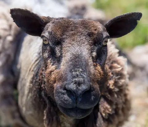 Mad Sheep. Close up, why do sheep look mad?
