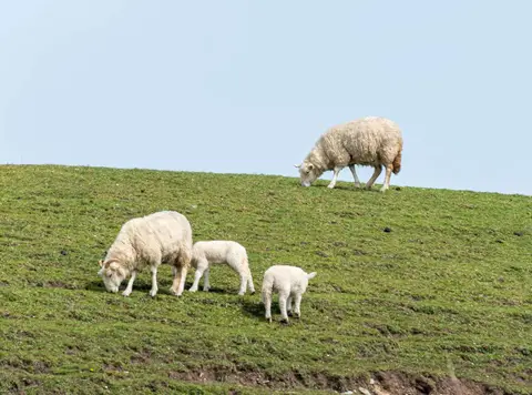 The Sheep weren't Impressed.