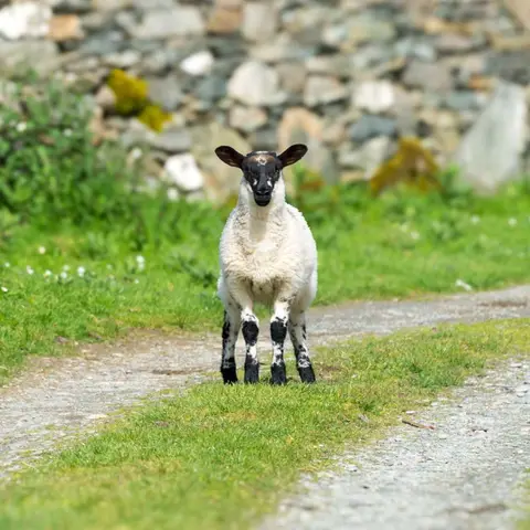 Escaped Sheep Number 1