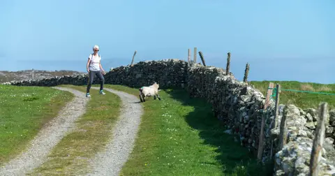 Shepherding Sheep Number 1. Helen trying to persuade it to go thru the open gate.