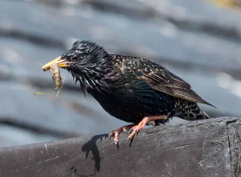 Wet Starling and Prize