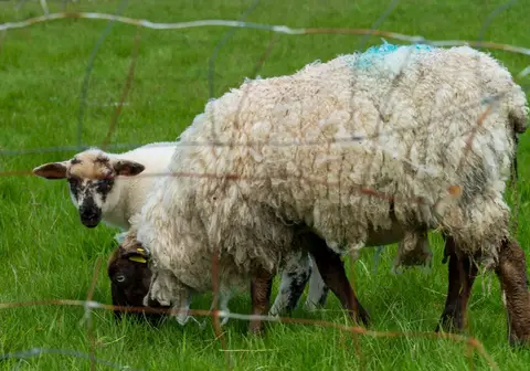 Wandering Lamb back with his Mam.. After Helen chased him back thru a hole in the fence he immediately went back to his mother, who never looked up from grazing.