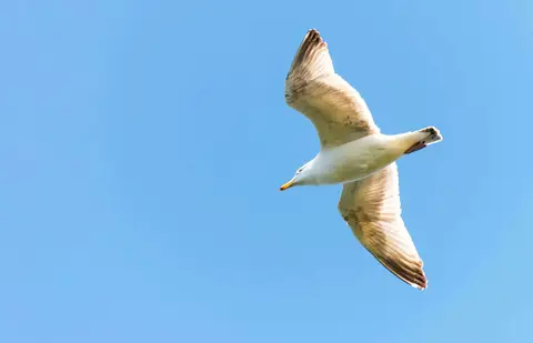 Seagull