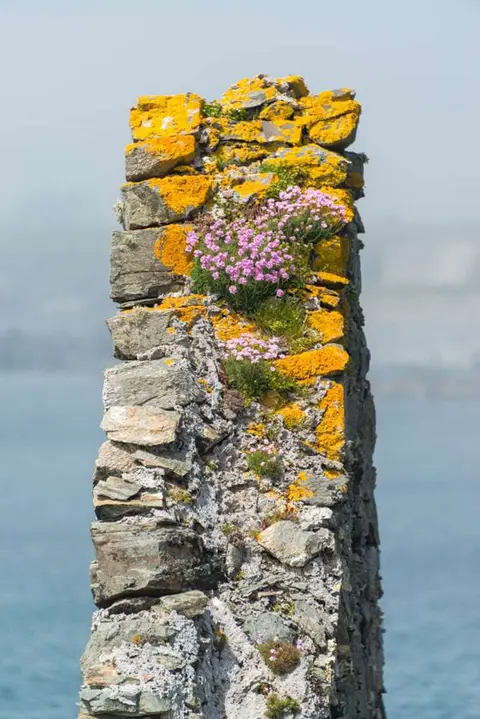 Flowers that grow anywhere