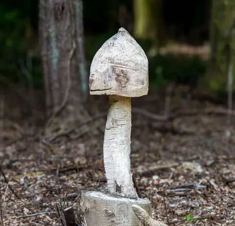 Strange Mushroom