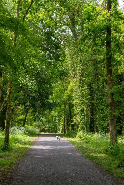 Hazelwood Forest. Molly exploring ahead