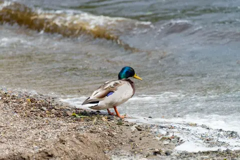 Male Mallard