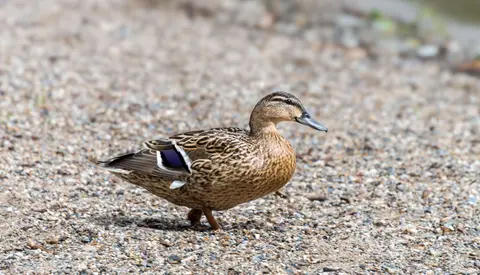 Female Mallard Duck